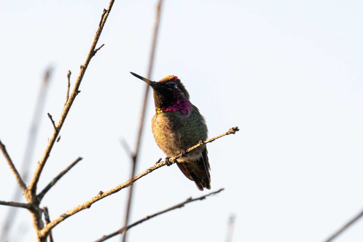 Anna's Hummingbird - ML619381766