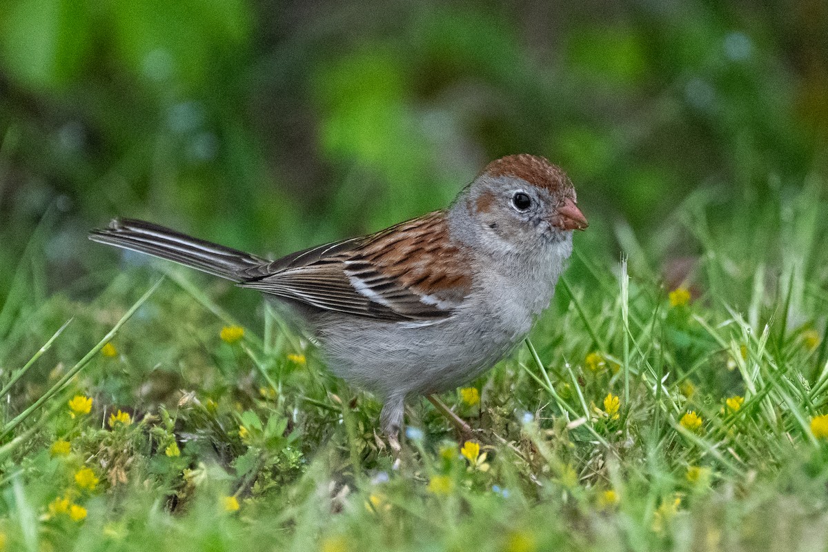 Field Sparrow - ML619381810