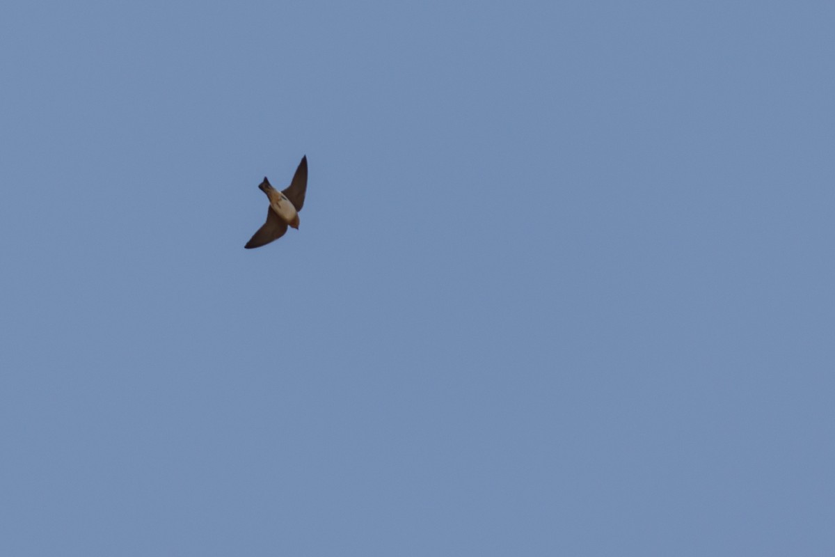 Cave Swallow - ML619381868