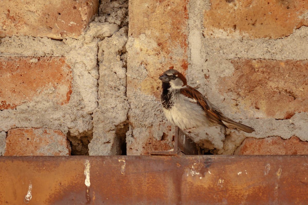 House Sparrow - ML619381881