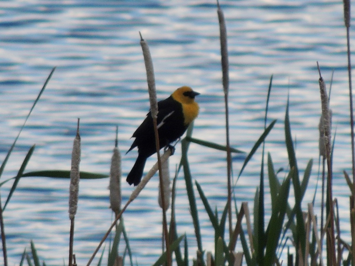 Yellow-headed Blackbird - ML619381893