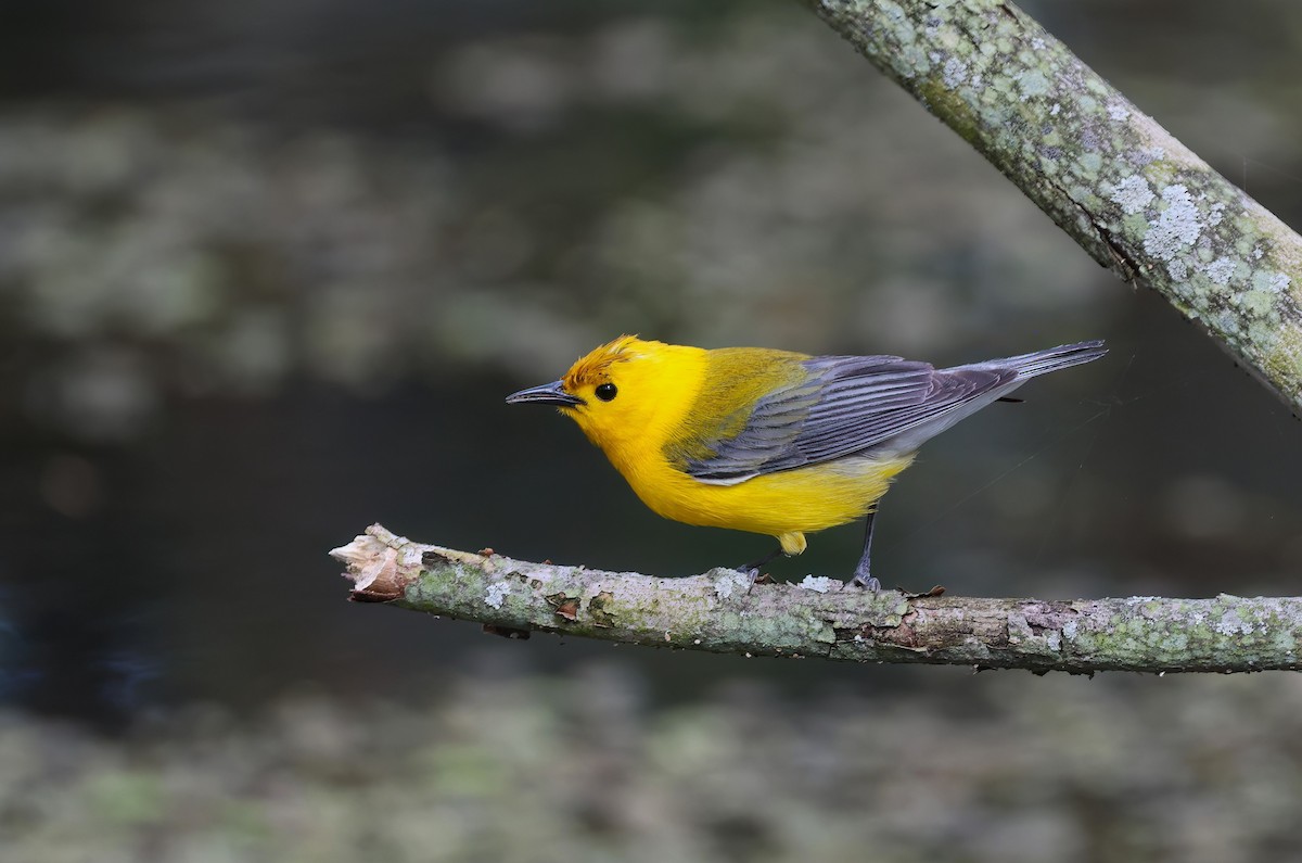 Prothonotary Warbler - ML619381900