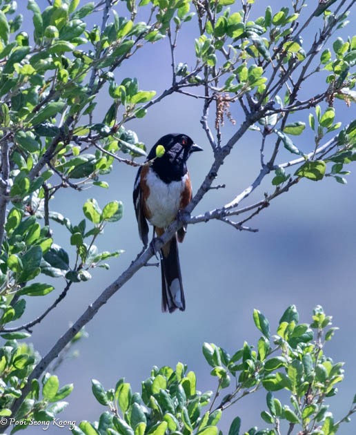 Spotted Towhee - ML619381903