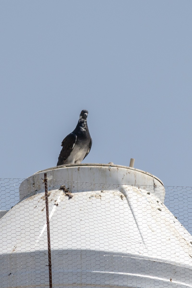 Rock Pigeon (Feral Pigeon) - ML619381916