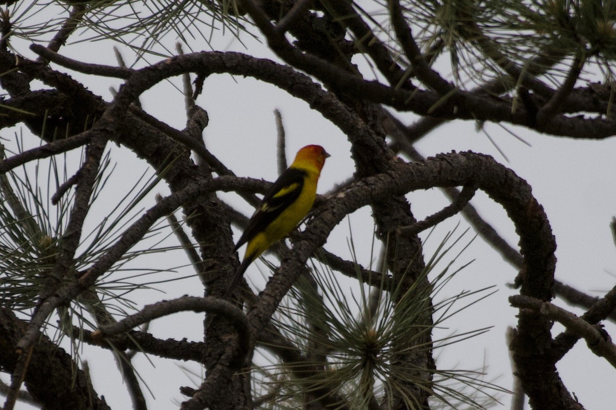 Western Tanager - ML619381930