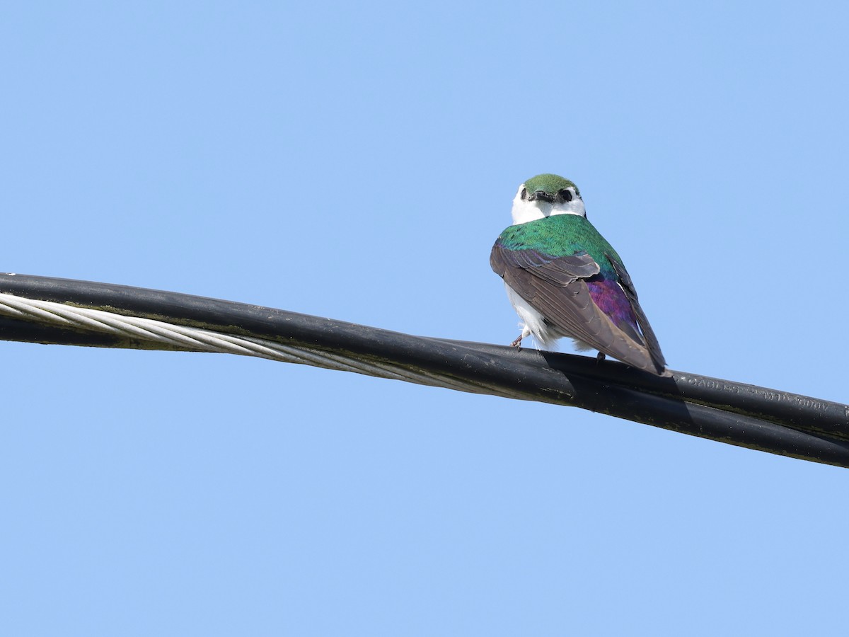 Violet-green Swallow - ML619381950
