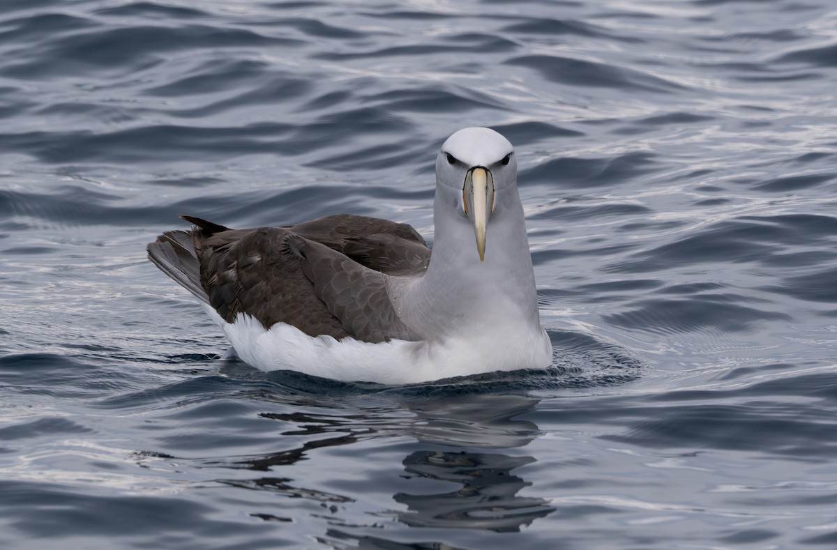 albatros snarský - ML619381956