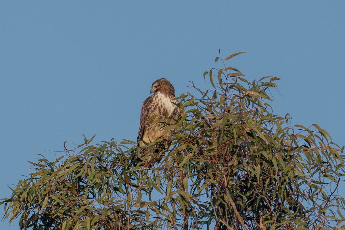 Red-tailed Hawk - ML619381969
