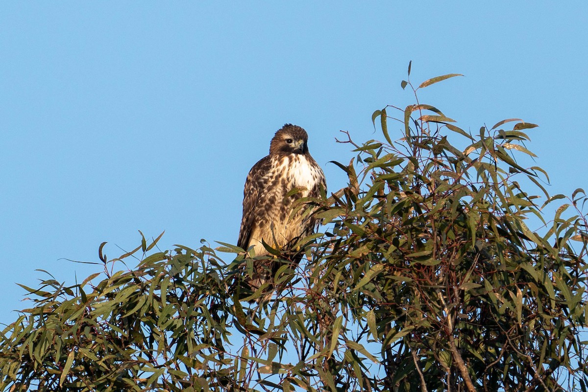 Red-tailed Hawk - ML619381971