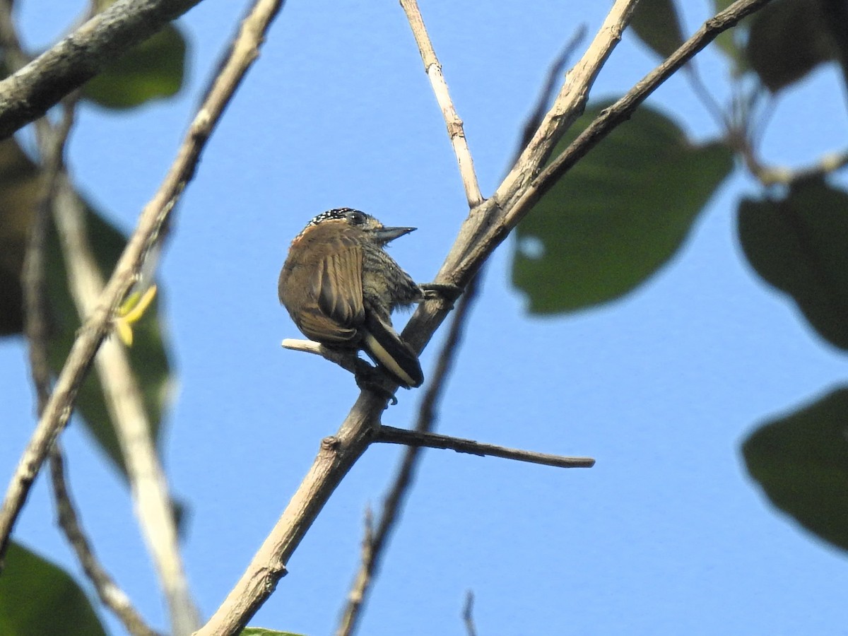 Ochre-collared Piculet - ML619381984