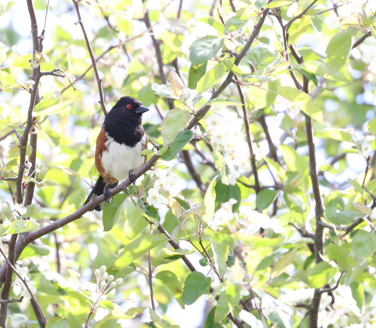 Spotted Towhee - ML619381992