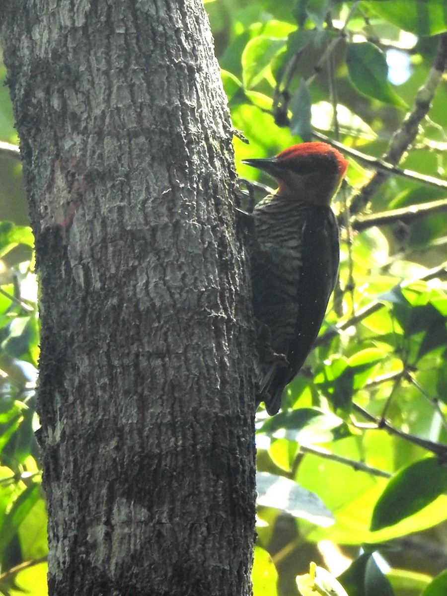 Yellow-throated Woodpecker - ML619381995