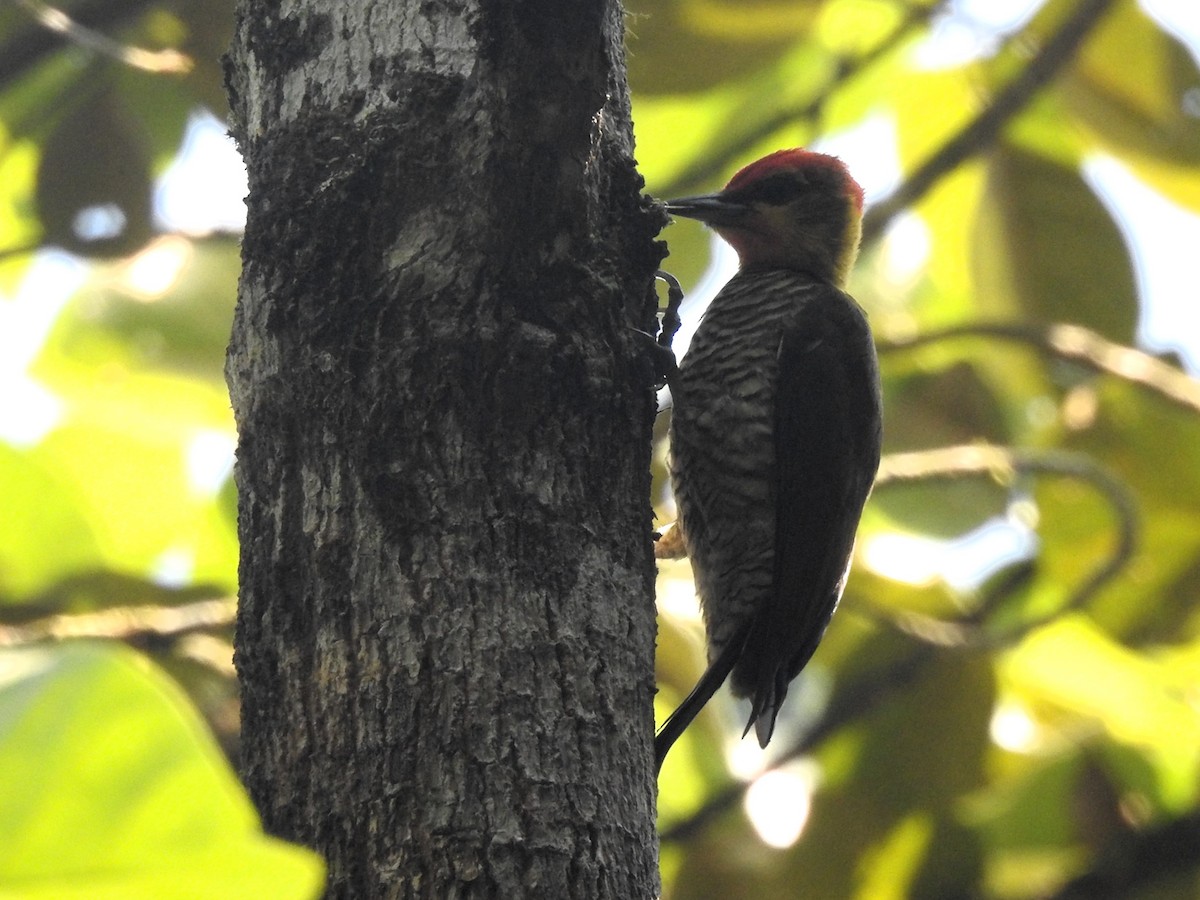 Yellow-throated Woodpecker - ML619381996