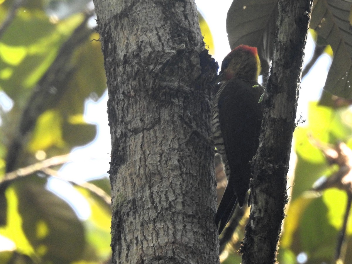 Yellow-throated Woodpecker - ML619381997