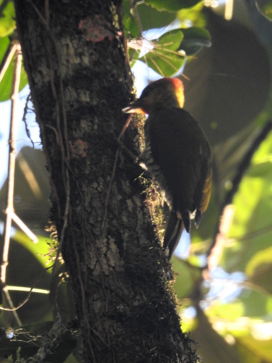 Yellow-throated Woodpecker - ML619381998