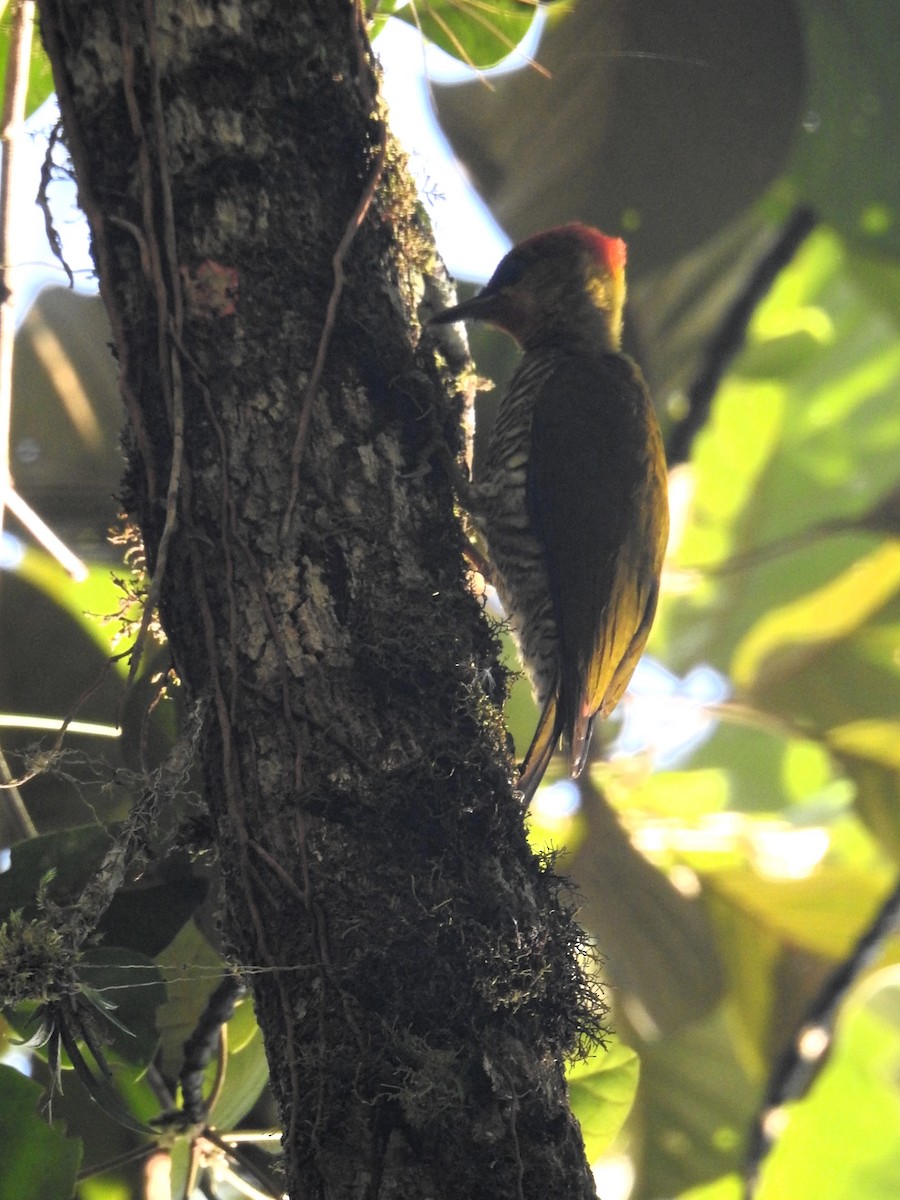 Yellow-throated Woodpecker - ML619381999
