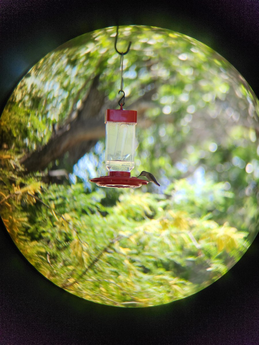 Anna's Hummingbird - ML619382029