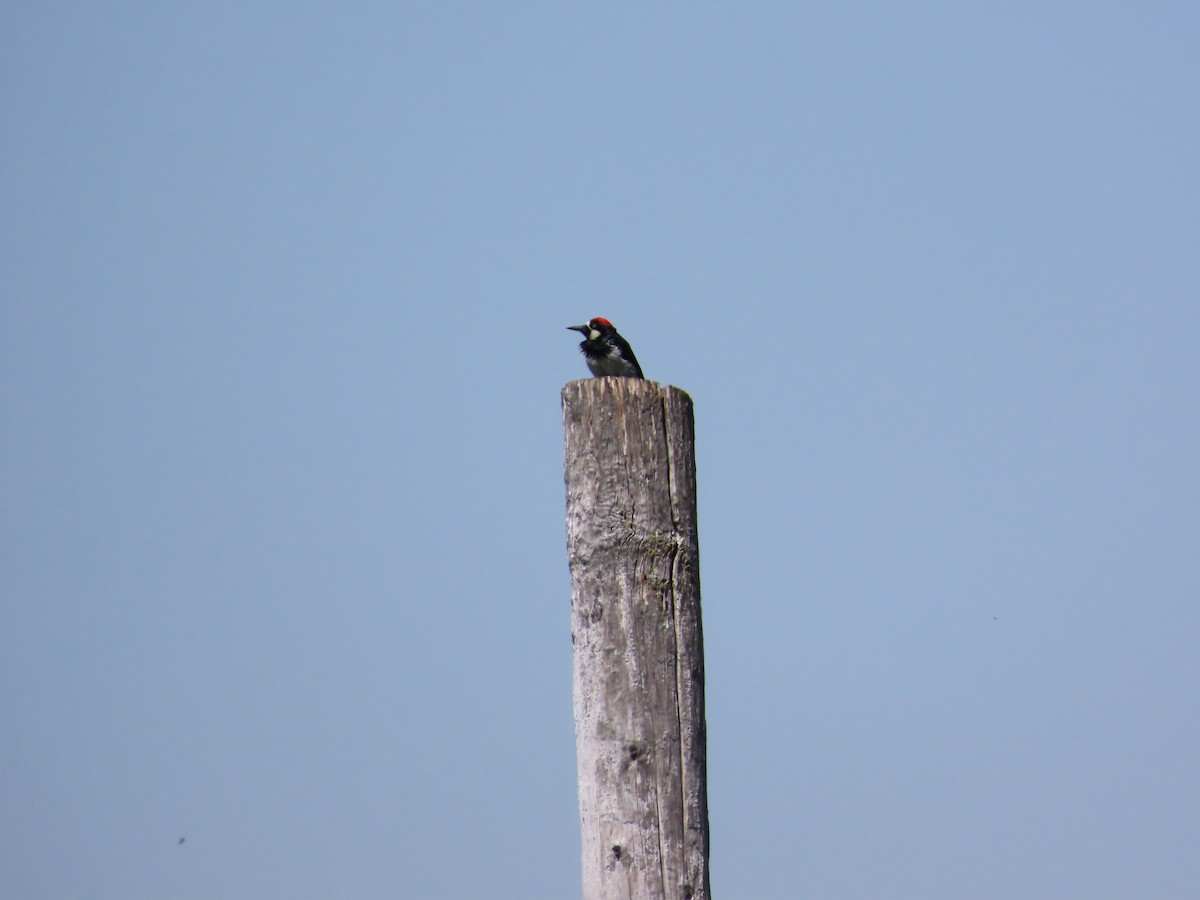 Acorn Woodpecker - ML619382042