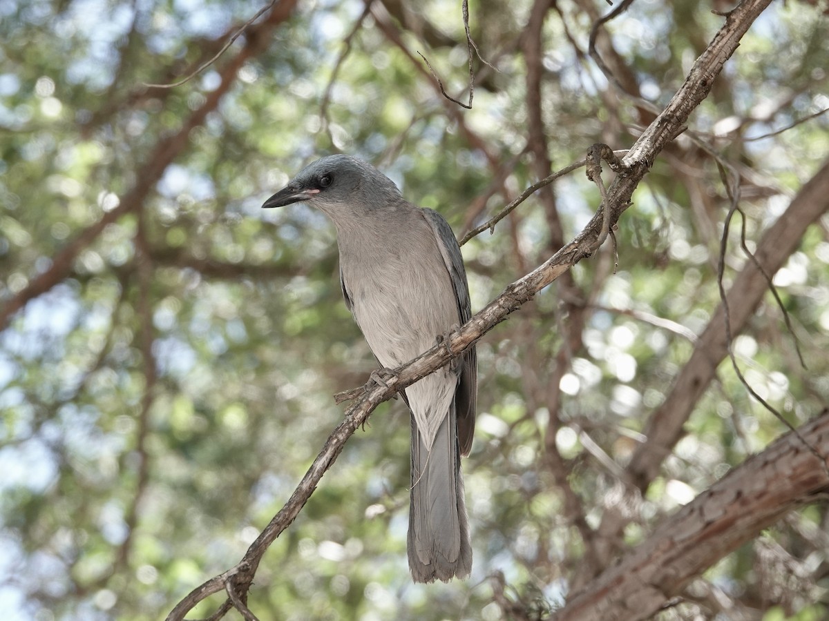 Mexican Jay - ML619382108