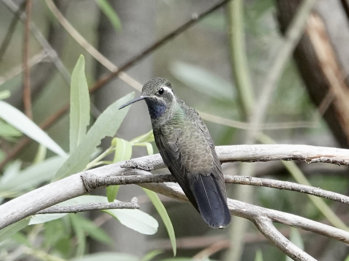 kolibřík blankytohrdlý - ML619382122
