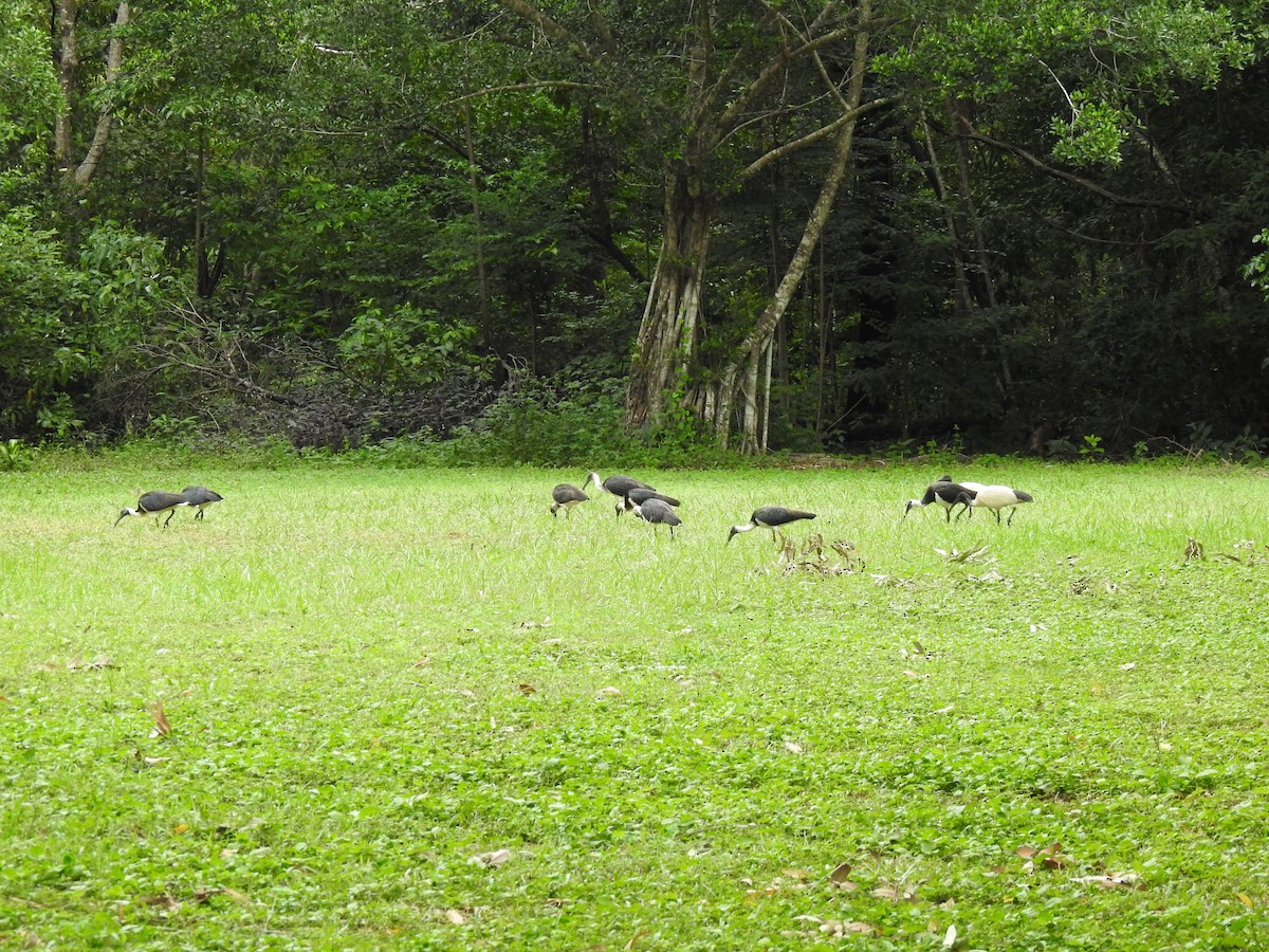 ibis slámokrký - ML619382197