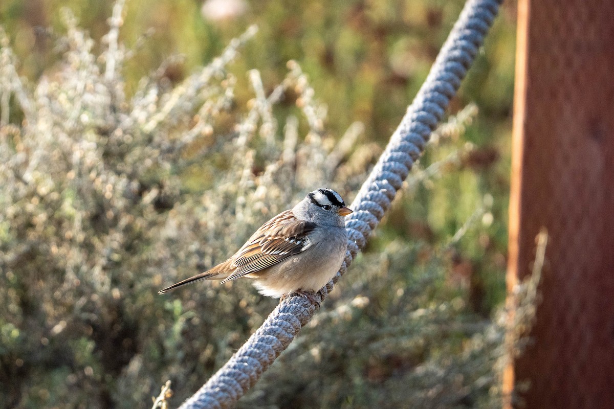 White-crowned Sparrow - ML619382202