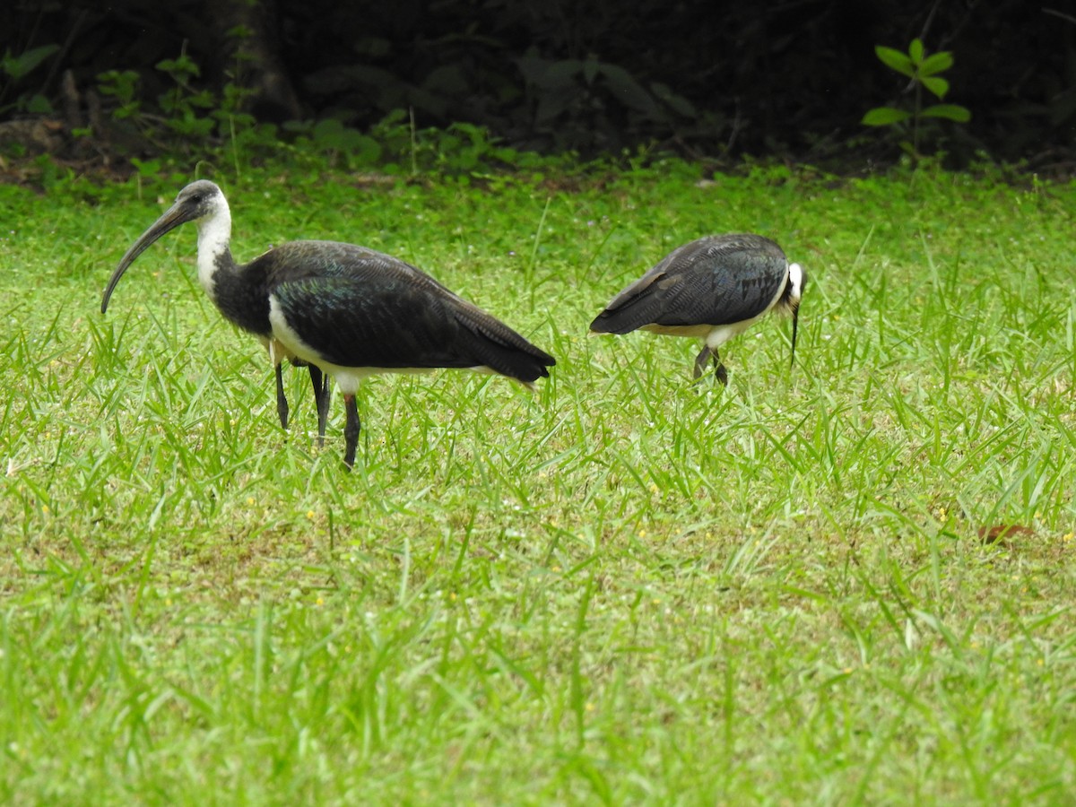 ibis slámokrký - ML619382206