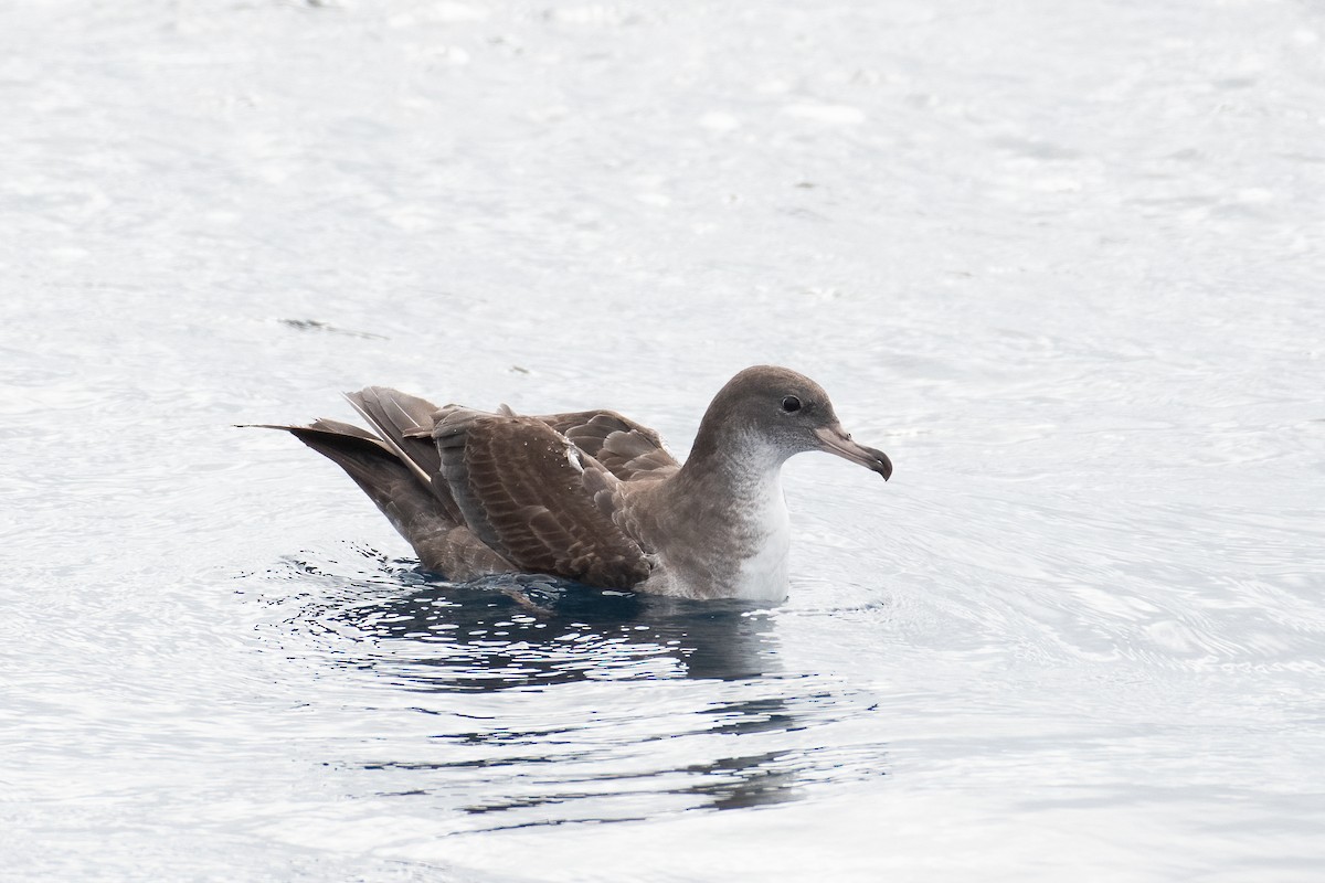 Pink-footed Shearwater - ML619382230