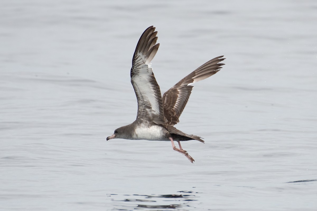 Pink-footed Shearwater - ML619382239