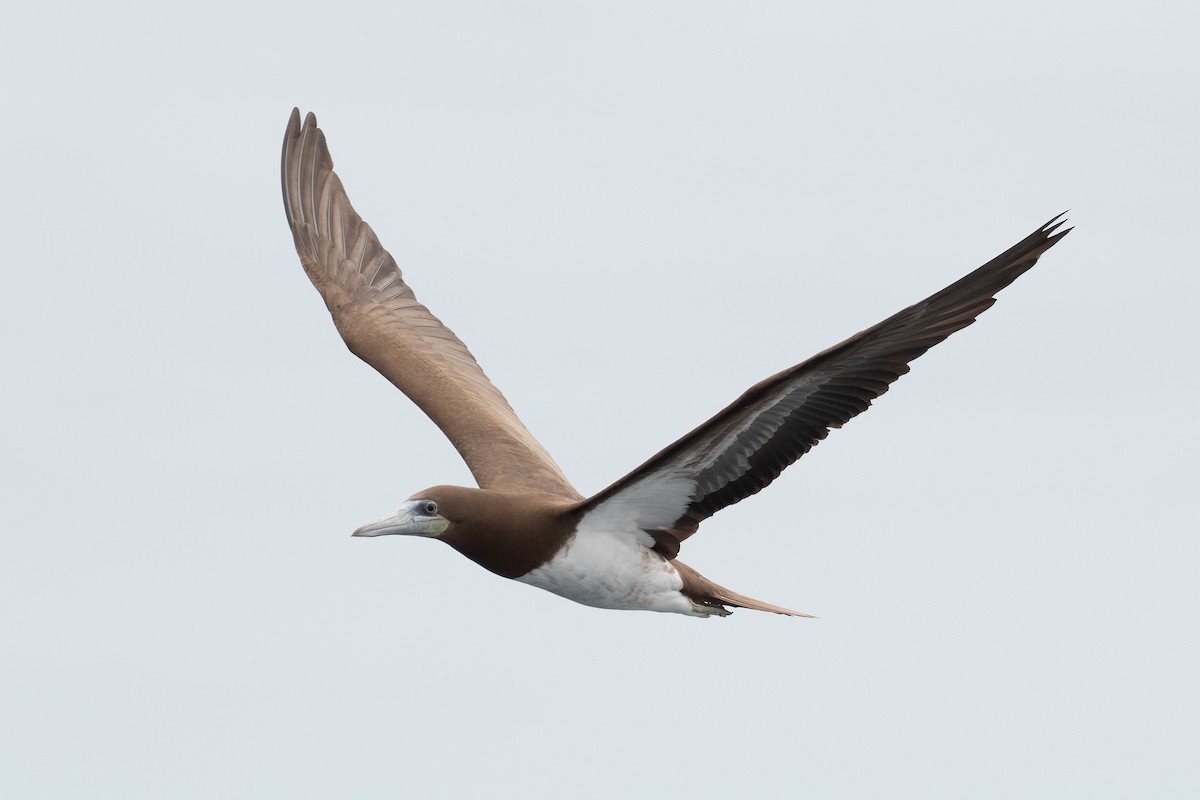 Brown Booby - ML619382271