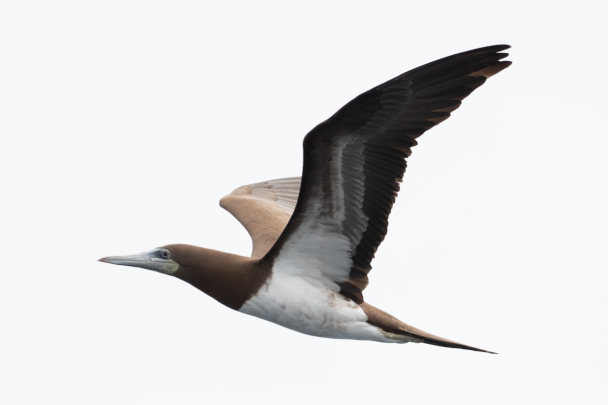 Brown Booby - ML619382275