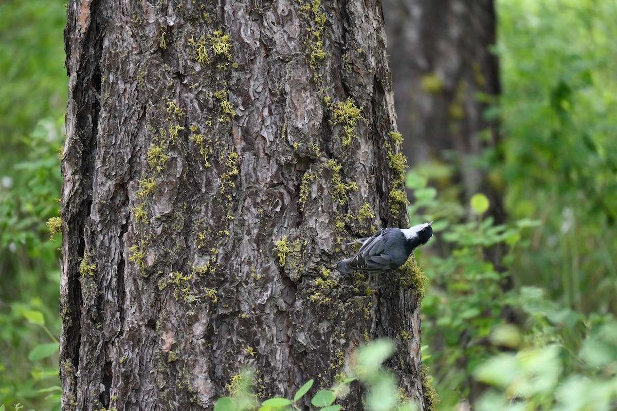White-breasted Nuthatch - ML619382278