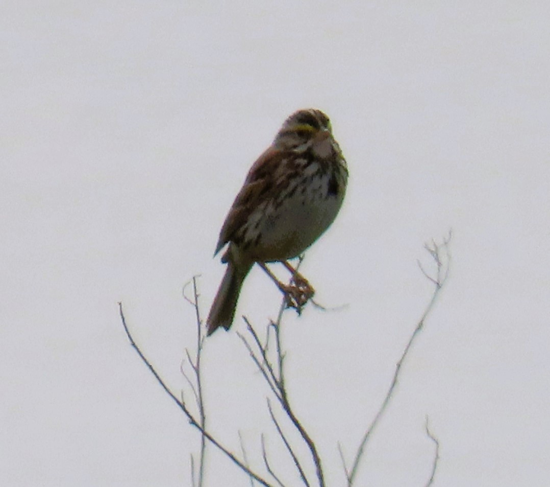 Savannah Sparrow - ML619382359