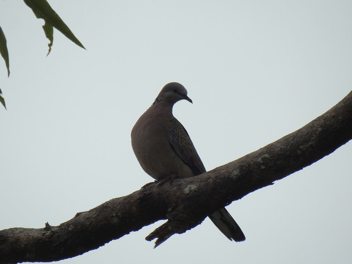 Spotted Dove - ML619382372