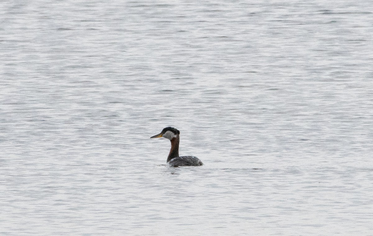 Red-necked Grebe - ML619382385
