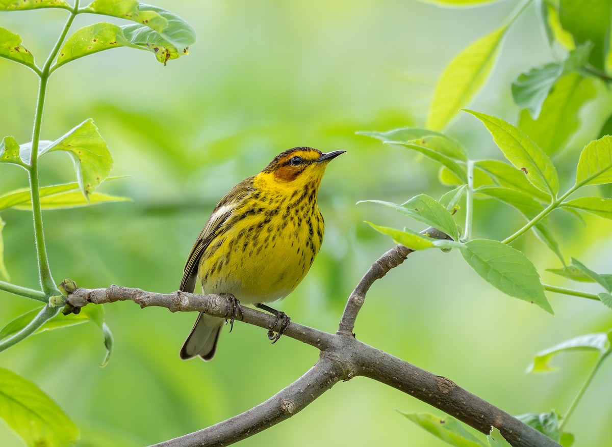 Cape May Warbler - ML619382403