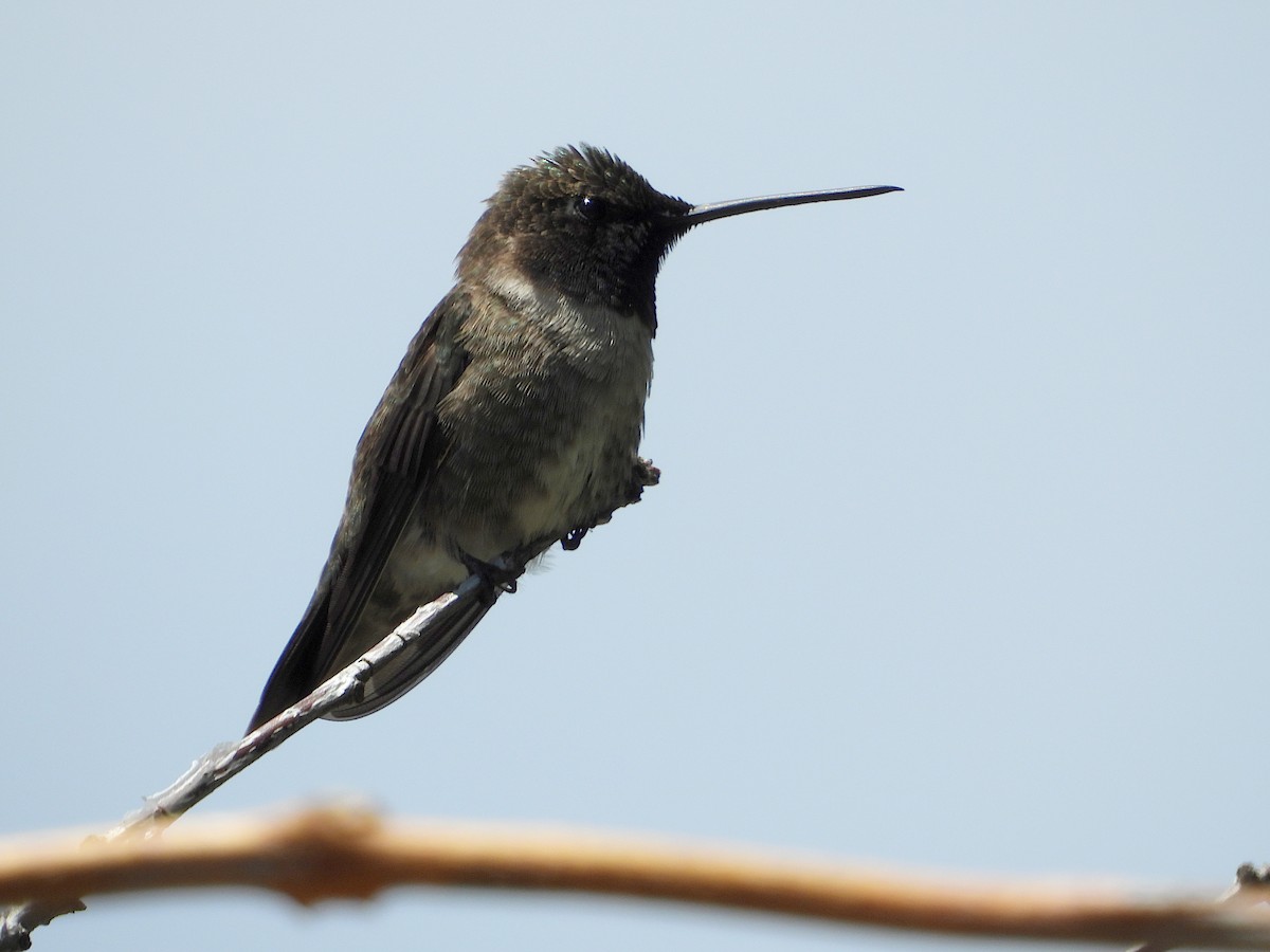 Black-chinned Hummingbird - ML619382408
