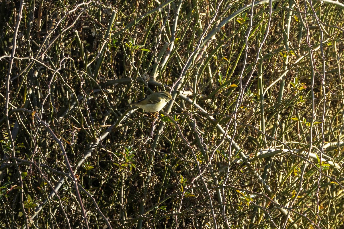 Hume's Warbler - ML619382417