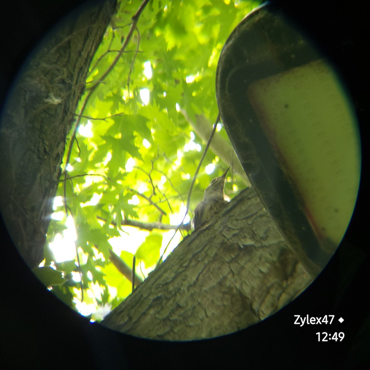 Küçük Yeşil Ağaçkakan (canus/jessoensis) - ML619382425
