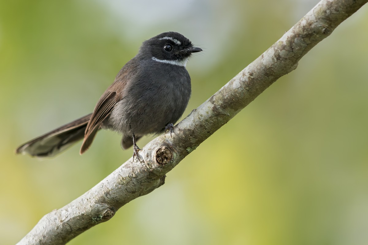 White-throated Fantail - ML619382429