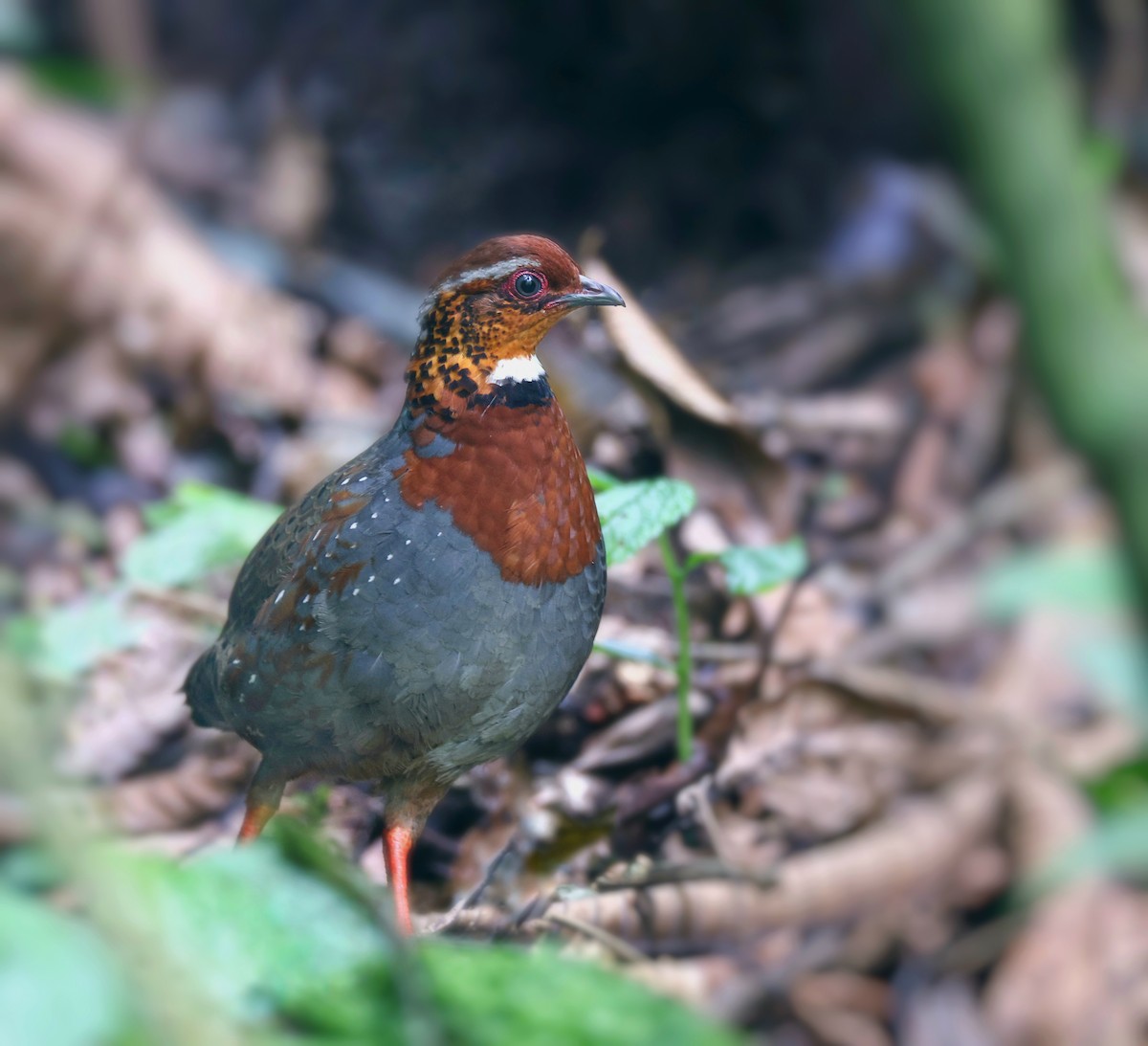 Chestnut-breasted Partridge - ML619382462