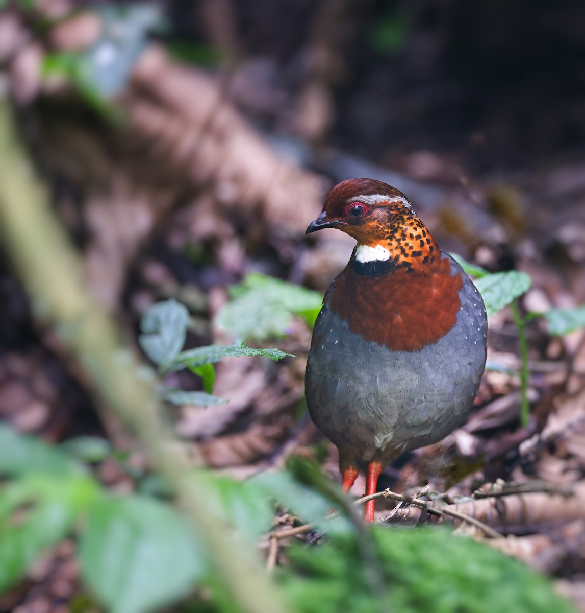 Chestnut-breasted Partridge - ML619382463