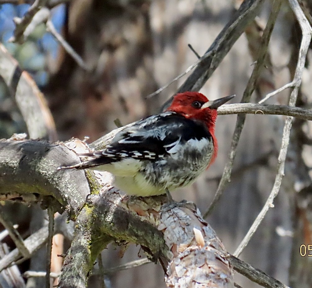Red-breasted Sapsucker - ML619382473