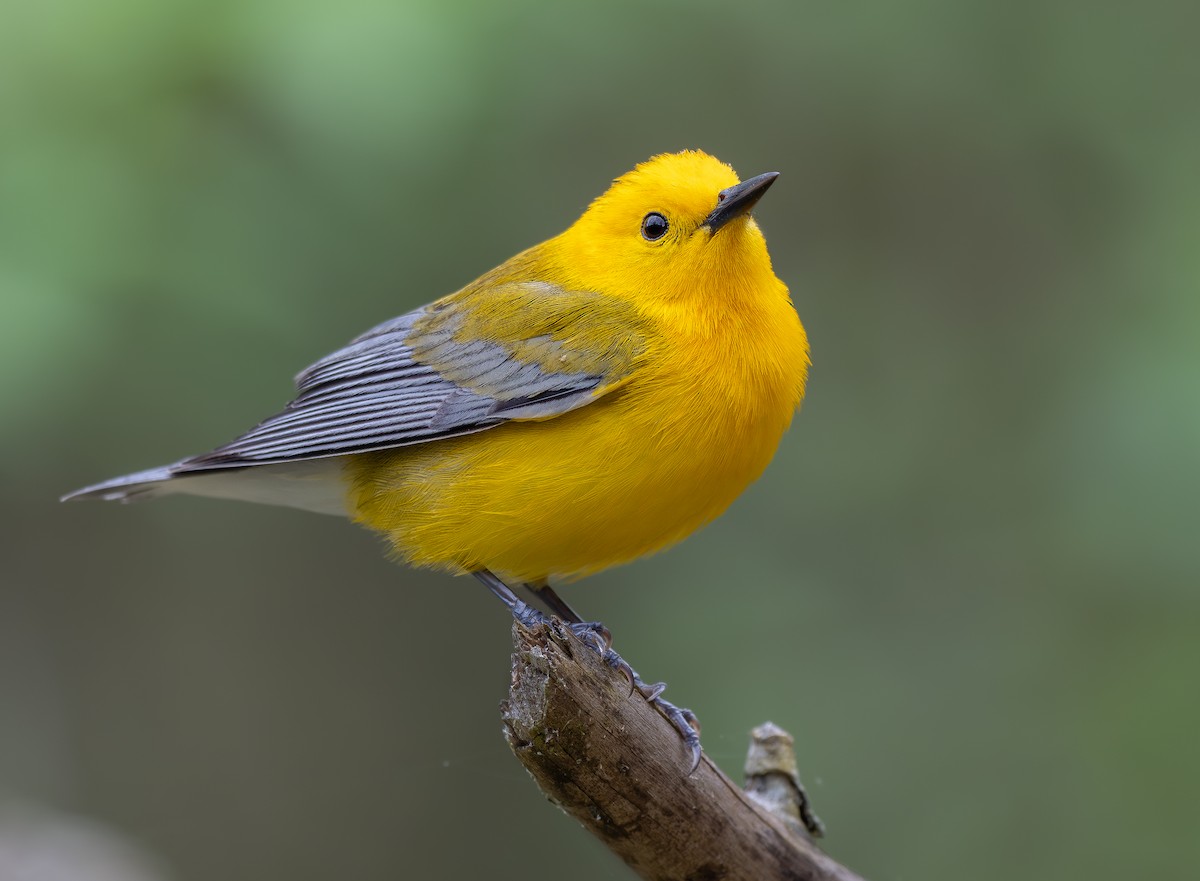 Prothonotary Warbler - ML619382489