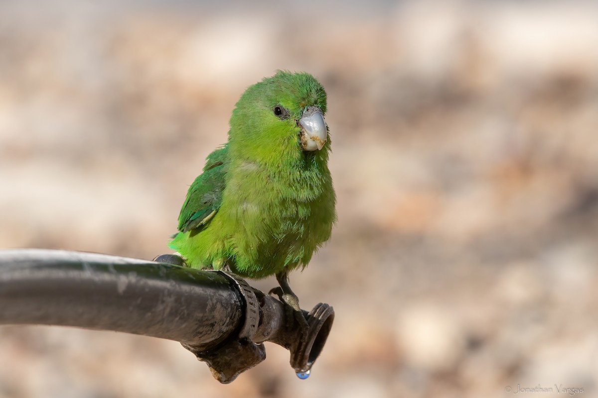 Mexican Parrotlet (Tres Marias Is.) - ML619382523