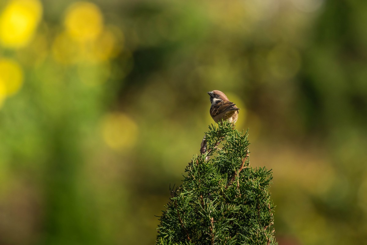 Eurasian Tree Sparrow - ML619382530