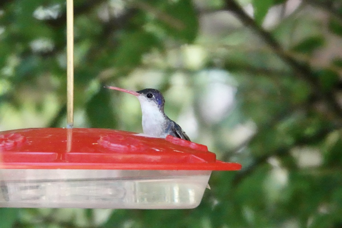 kolibřík fialovokorunkatý - ML619382576