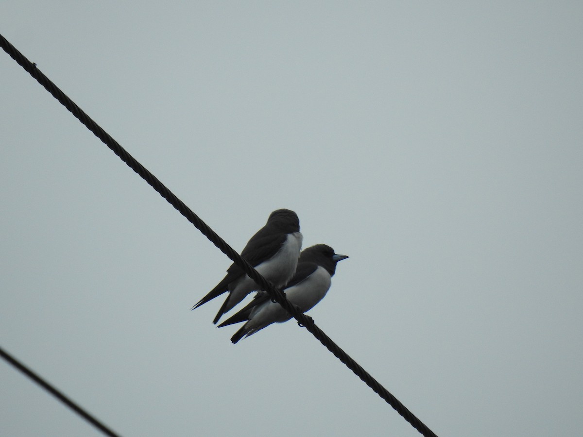 White-breasted Woodswallow - ML619382626