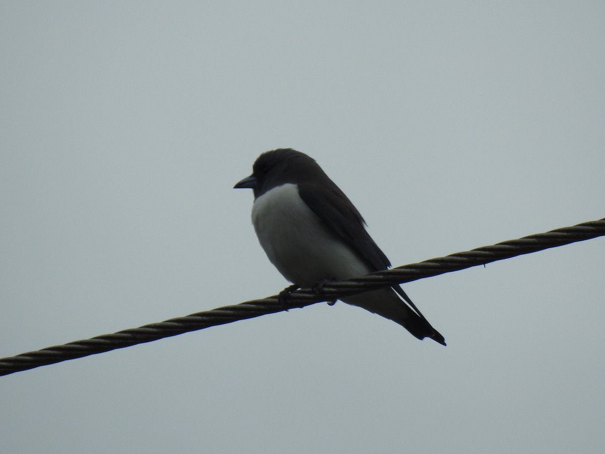 White-breasted Woodswallow - ML619382638