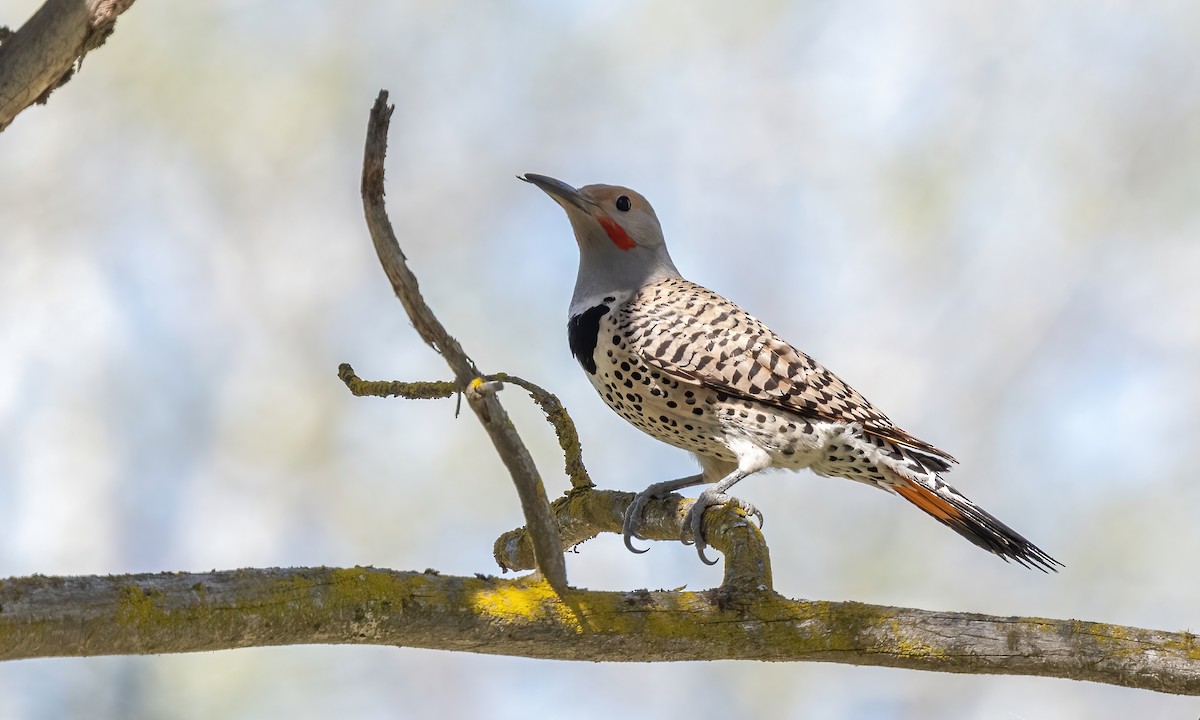 Northern Flicker (Red-shafted) - ML619382681